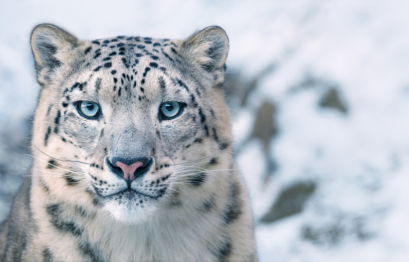 絶滅寸前の動物が見せる 表情 を捉えた 12枚の美しすぎる写真 Business Insider Japan