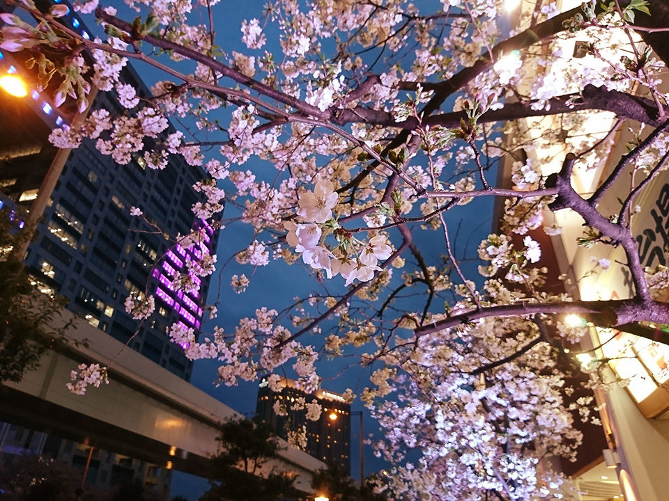 夜桜