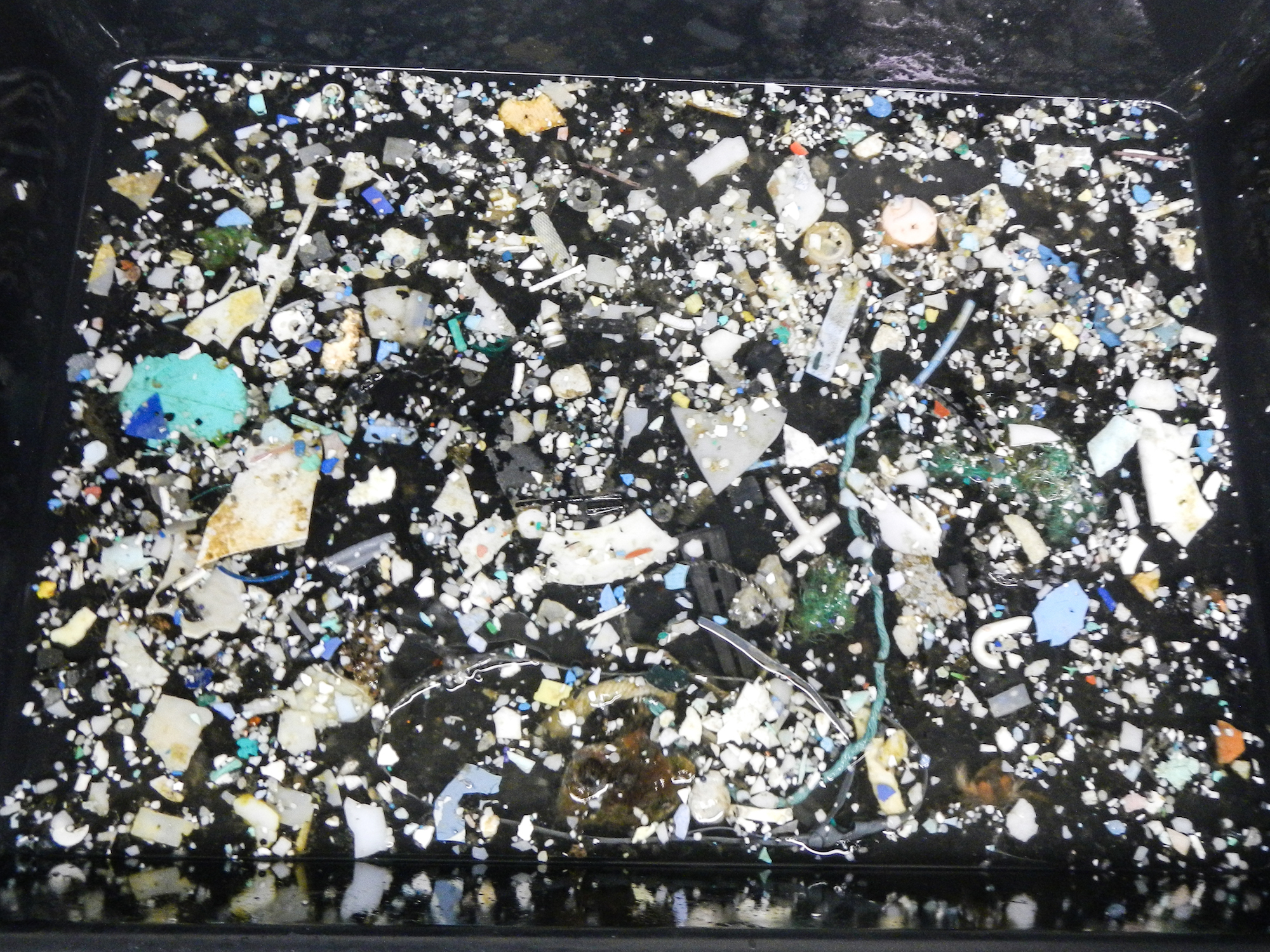 プラスチックだらけ！ 世界中のごみが流れ着く「太平洋ゴミベルト」は