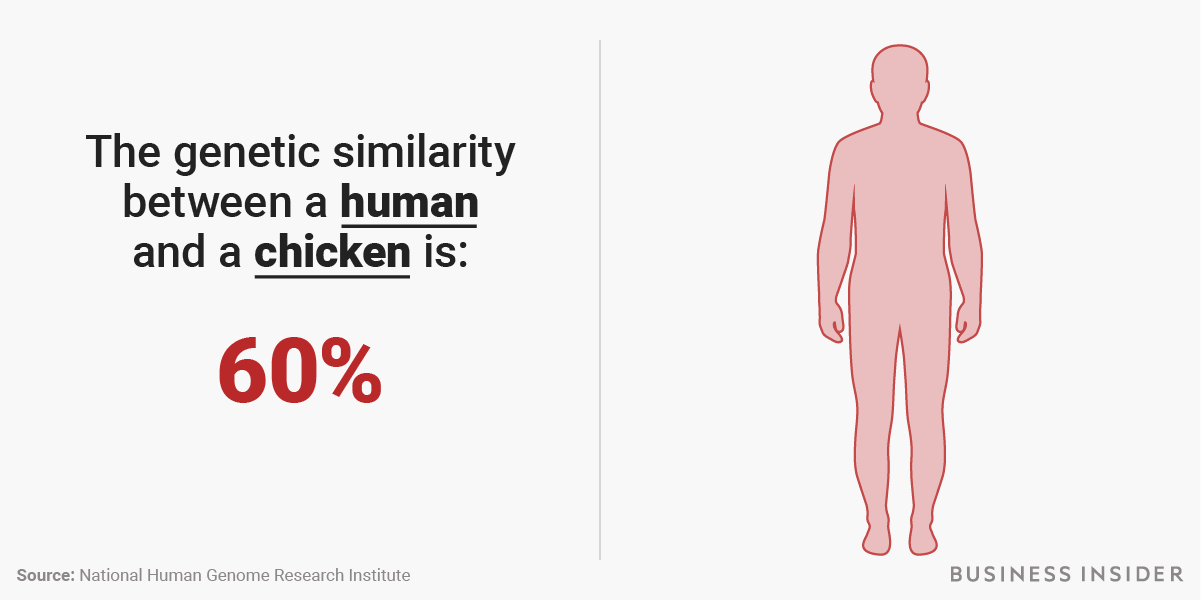 人間のDNAは、99.9％共通していた！ チンパンジー、ねこ、昆虫……ヒトと