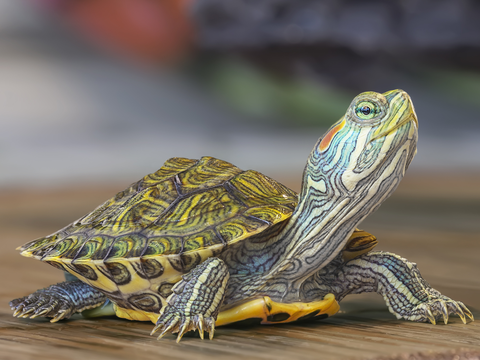 ネコ 犬 爬虫類 ランキングで見る ペットを飼うためにかかる費用 Business Insider Japan