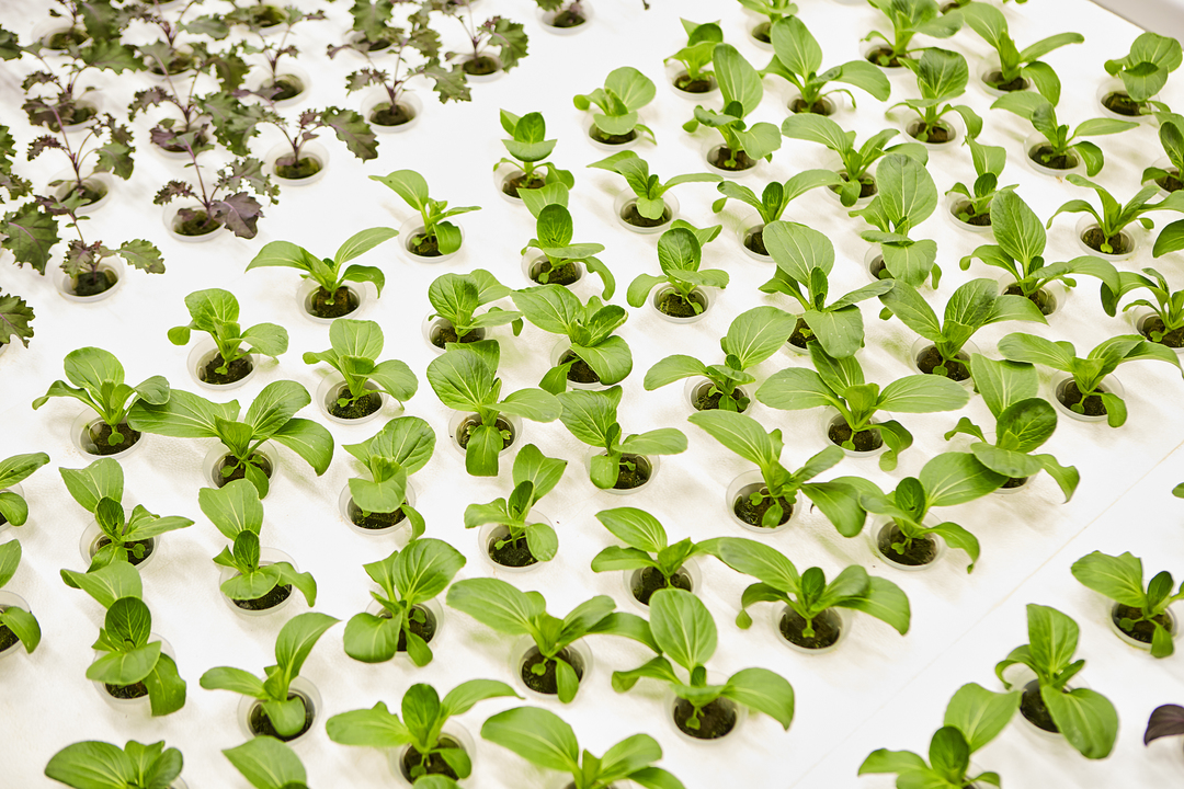 アイアン・オックスの植物工場