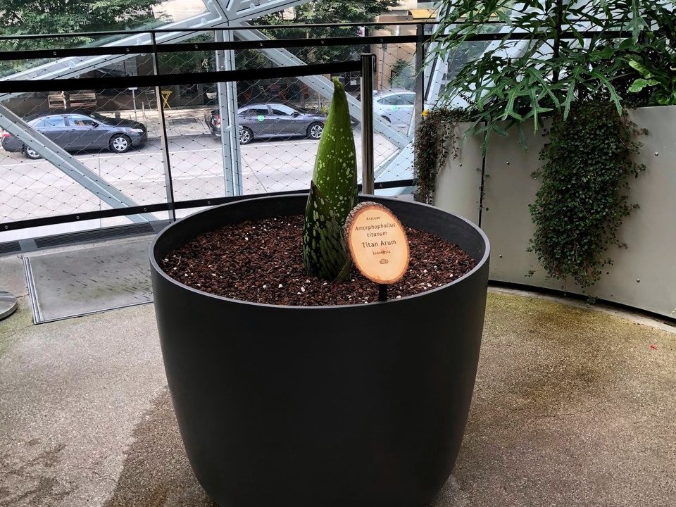 小さいモーティシア