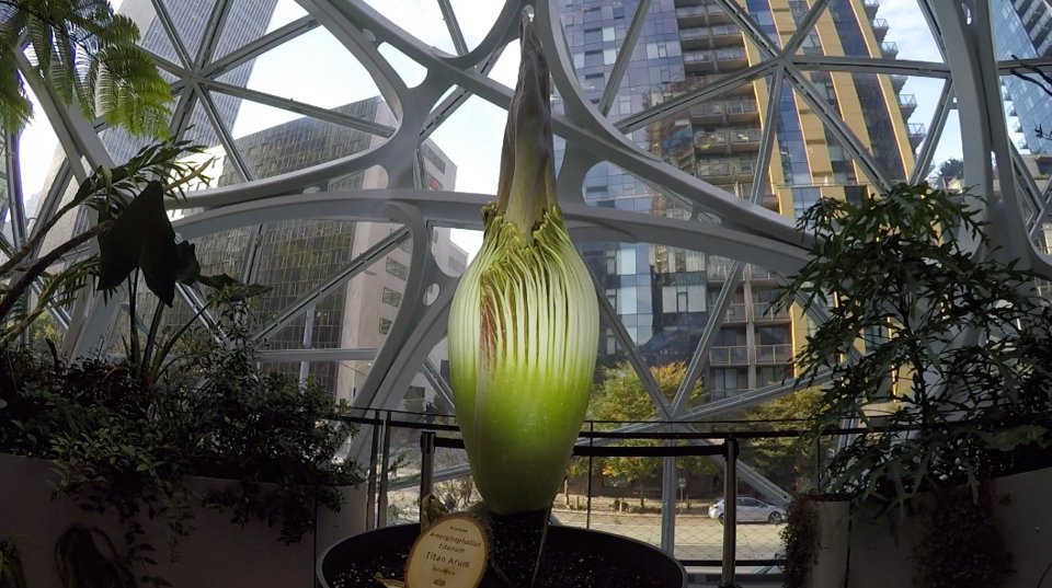 幸運をもたらす美しい植物、アダムの肋骨 中川多理展「老天使の肋骨 The Costa of the Ancient Angel」①｜中川