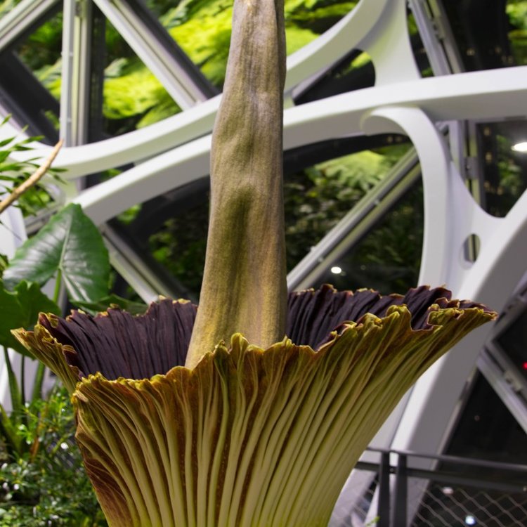 モーティシアのアップ