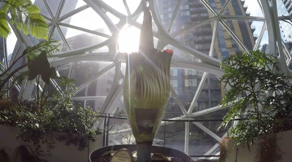 モーティシアラスト