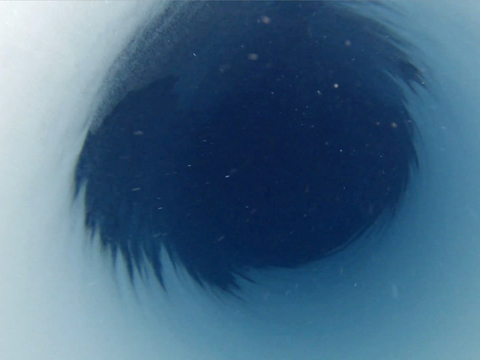 クマムシ 南極の氷の下の湖から生命体 写真 動画 Business Insider Japan