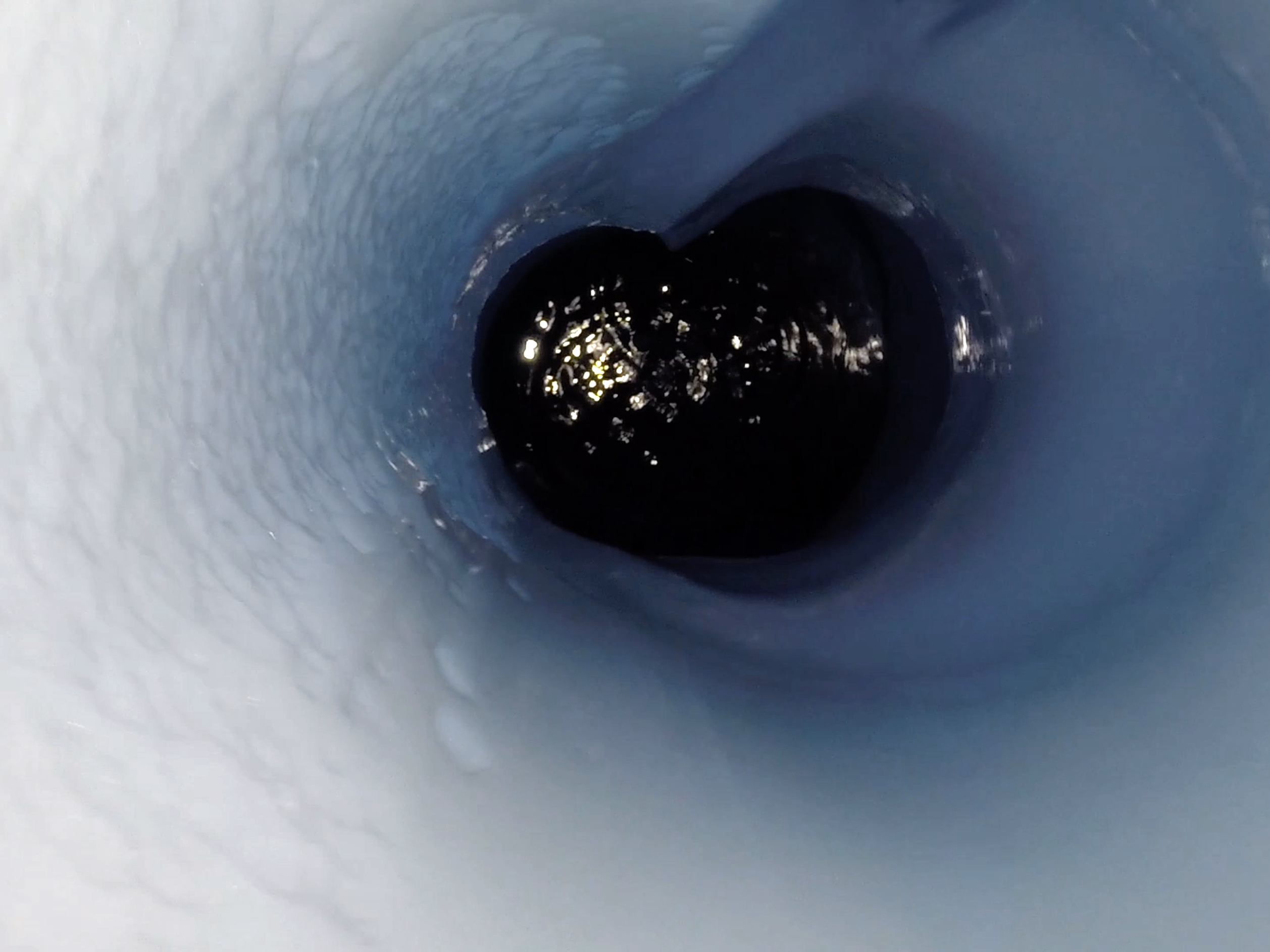 クマムシ 南極の氷の下の湖から生命体 写真 動画 Business Insider Japan