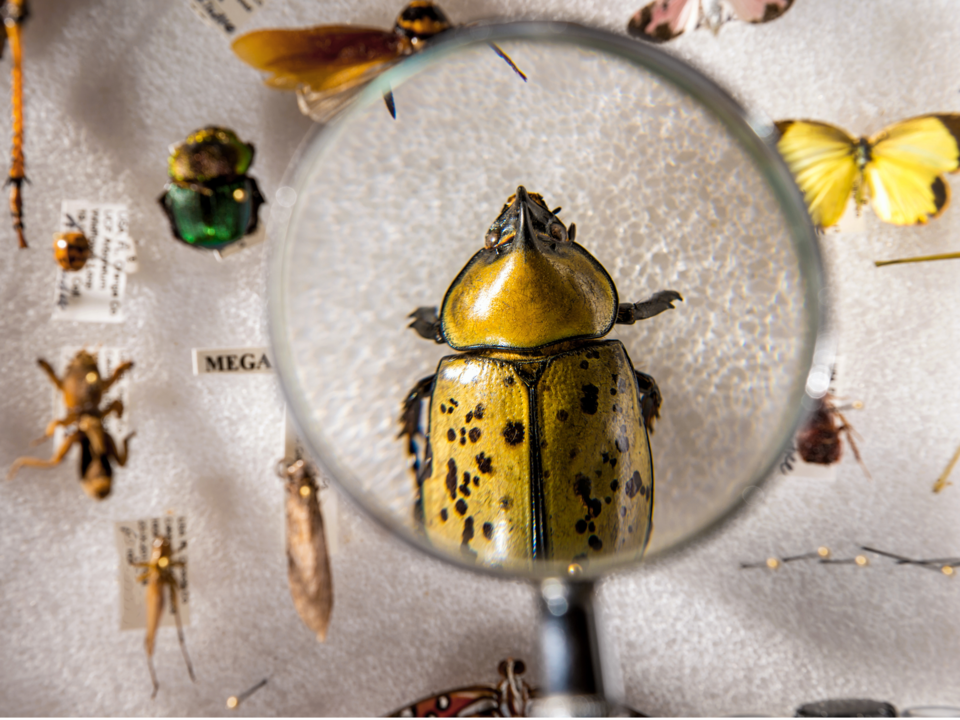 昆虫の減少により世界中の生産が危機にさらされる