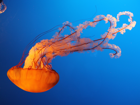 11月3日は 世界クラゲデー 25枚の写真で見る 美しく危険なクラゲの世界 Business Insider Japan