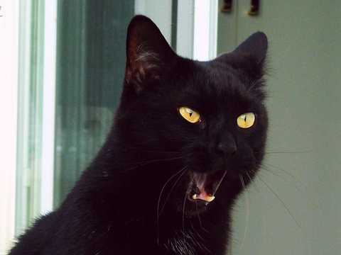 カボチャ 黒猫 血まみれマリー あなたの知らないハロウィーンの歴史 Business Insider Japan