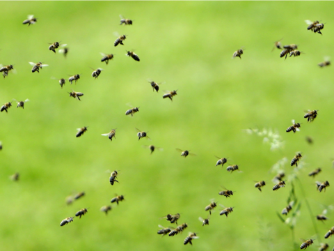 キリン タランチュラ ワシ サル この10年で絶滅危惧種に指定された24の生物たち Business Insider Japan