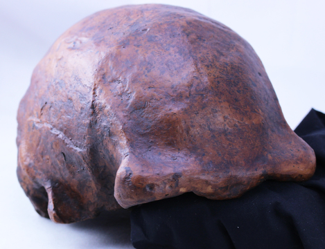 古代人類ホモ エレクトスは約11万年前までいた 他の人類と交配の可能性も Business Insider Japan 古代人類ホモ エレクトスは約11万年前までいた 他の人類と交配の可能性も Business Insider Japan