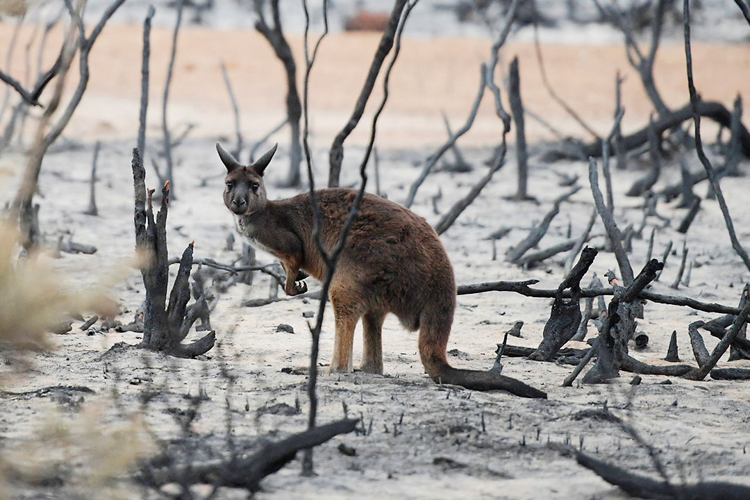 オーストラリア