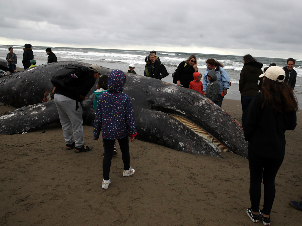 2019年5月6日、カリフォルニア州サンフランシスコのオーシャンビーチに打ち上げられたクジラ。