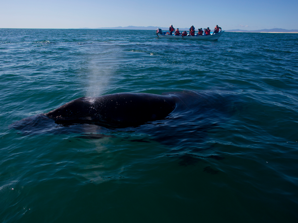 2015年3月3日、メキシコのバハ・カリフォルニア半島付近のラグーンで。コククジラが噴気孔から空気を吐き出している。