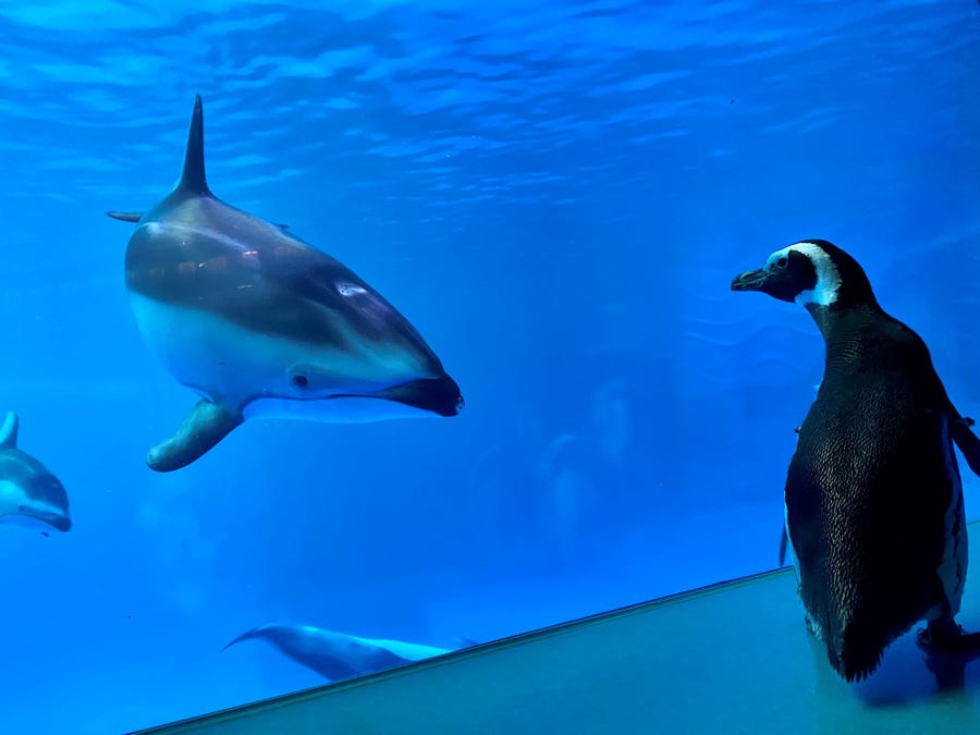 シロイルカも興味津々！営業休止中の水族館で、館内を歩き回る