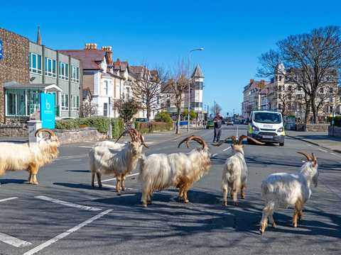 大気汚染は改善 野生動物は街中に 新型コロナウイルスによって世界各地の都市環境が変化している Business Insider Japan