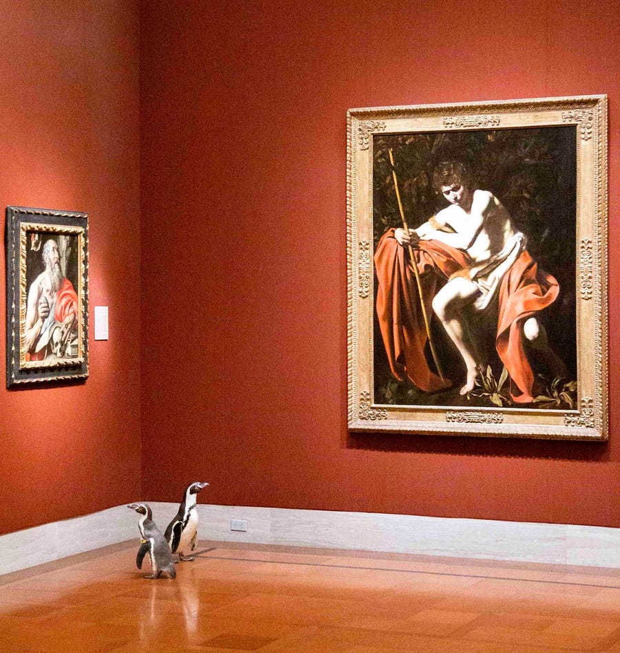 見て回るペンギン