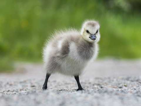 キツネ カワウソ 鳥 カメラマンが捉えた 31枚のかわいらしい野生動物の子どもたち Business Insider Japan