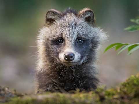 キツネ カワウソ 鳥 カメラマンが捉えた 31枚のかわいらしい野生動物の子どもたち Business Insider Japan