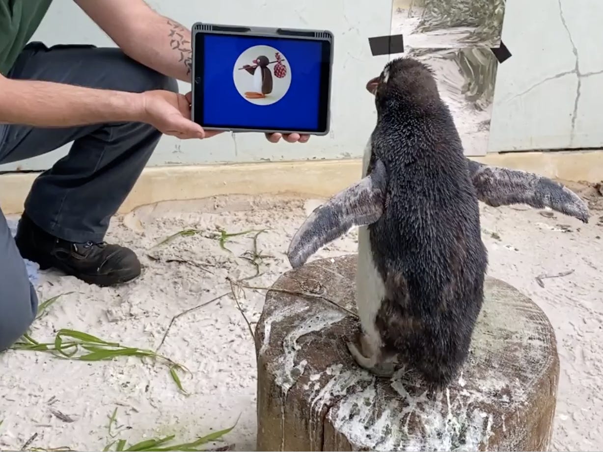 ピングーを見るピエール