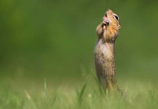 おかしな動物たち 写真コンテスト 優秀作品42点を紹介しよう Business Insider Japan