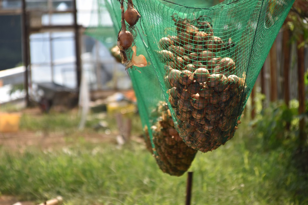 新規就農者の関心の高い有機栽培や自然農法では経営指標がほとんどなく、収入も計算しづらい。