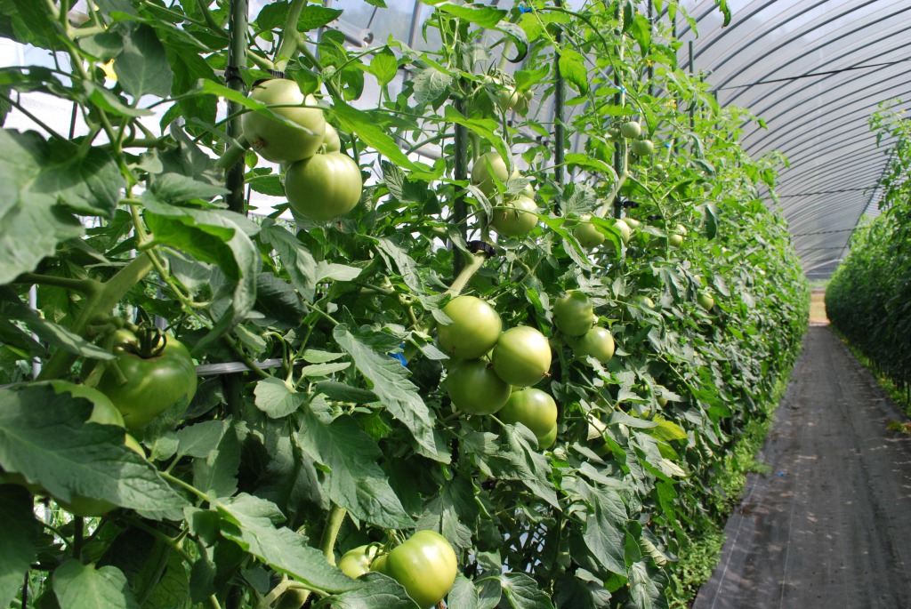 福島県南会津郡の特産品で、重点振興作物の南郷トマト。糖度が高く、身の引き締まった食感が特徴。