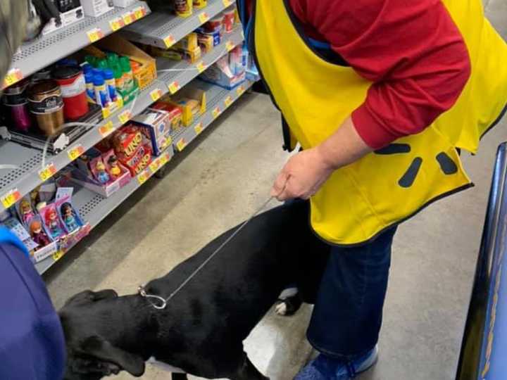 何週間も行方不明になっていた犬が飼い主の働くスーパーに突然現れ 再会を果たす Business Insider Japan