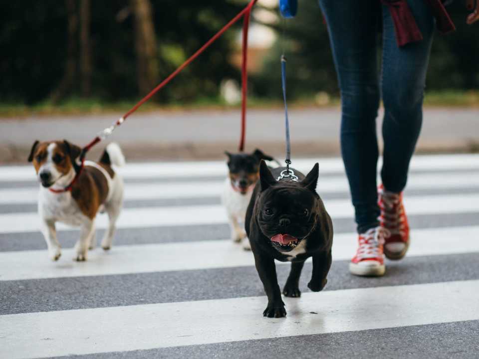 犬
