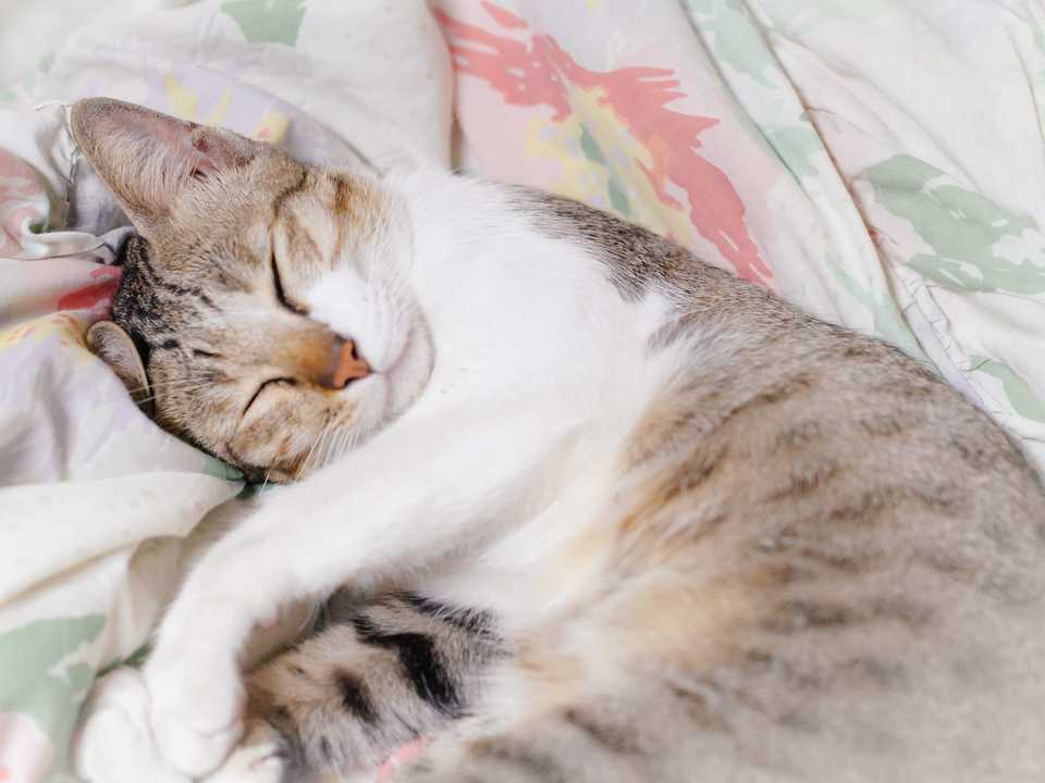 ねこ