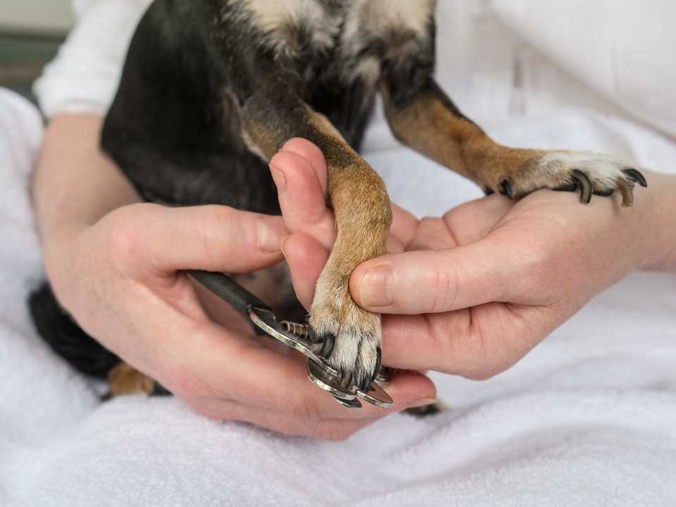 犬
