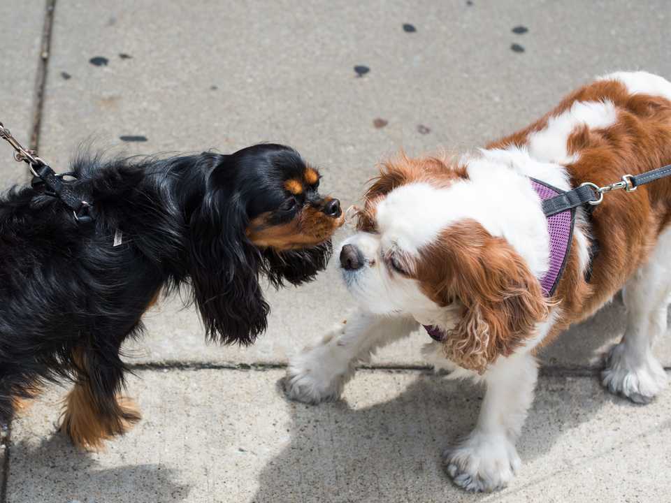 犬
