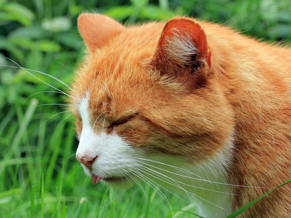 ねこ