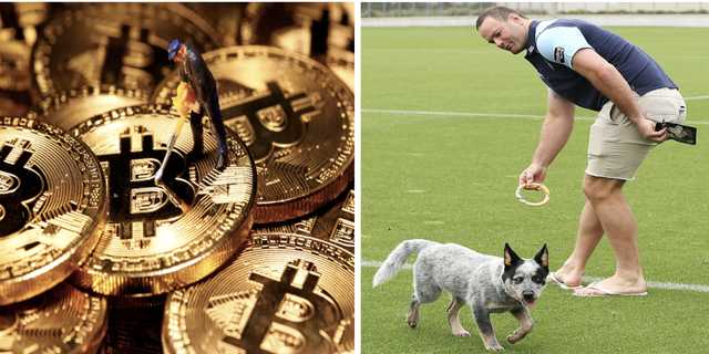 暗号通貨と犬好き