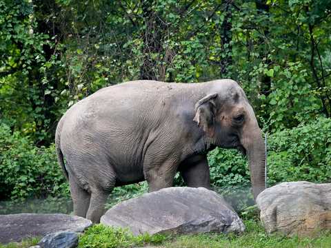 ゾウは投獄されている という訴えの審理開始 ニューヨーク州の上訴裁判所で ブロンクス動物園は反論 Business Insider Japan
