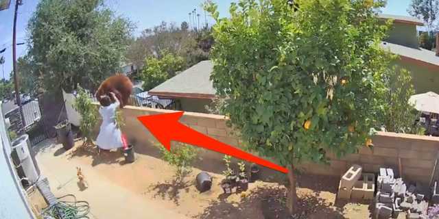 「すべきことをした」17歳の少女、飼い犬を助けるためにクマを押しのける