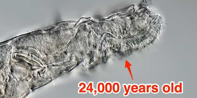 2万4000年前の永久凍土で眠っていた微生物が復活...解凍後に餌を食べ、繁殖も