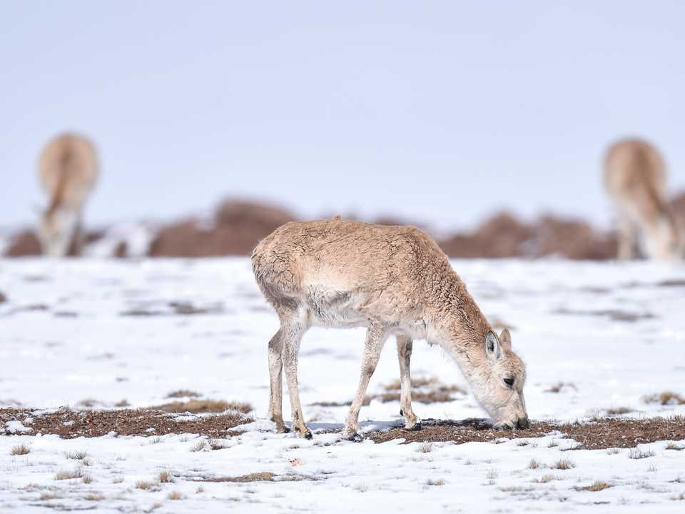 チベットカモシカ