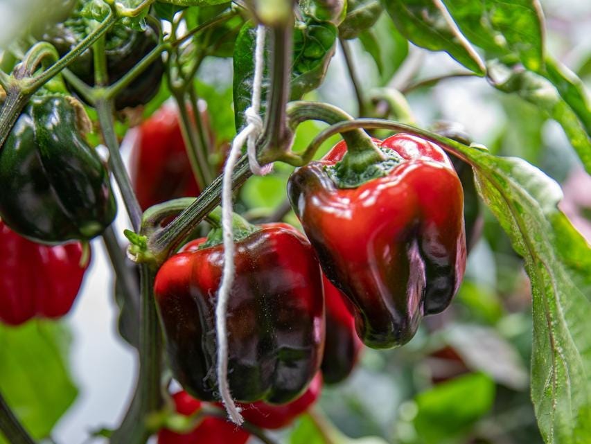 NASA、国際宇宙ステーションでチリペッパーを栽培…長期ミッションでの