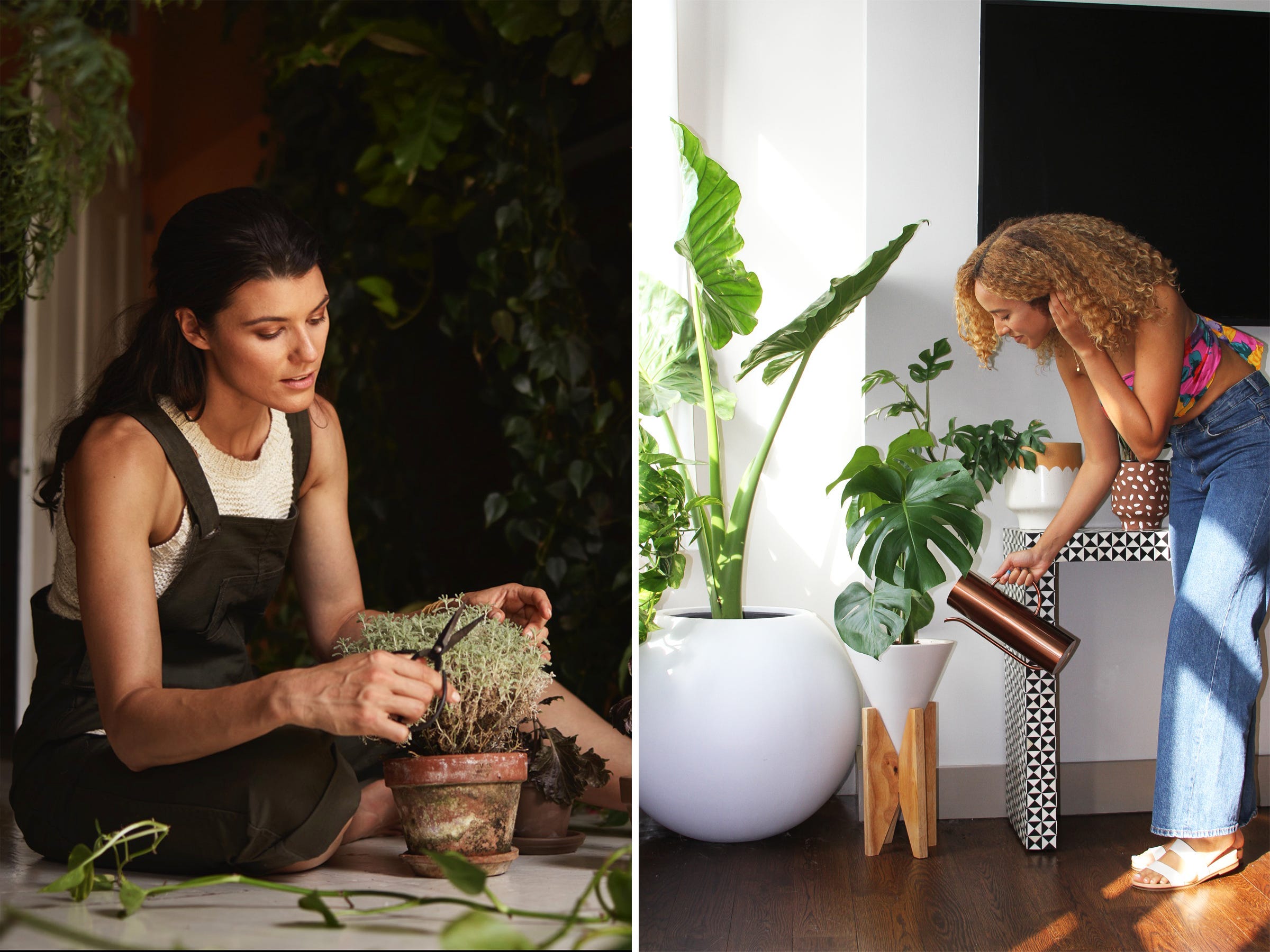 寝室 リビング キッチン 植物スタイリストが薦める それぞれの部屋にぴったりな植物 Business Insider Japan