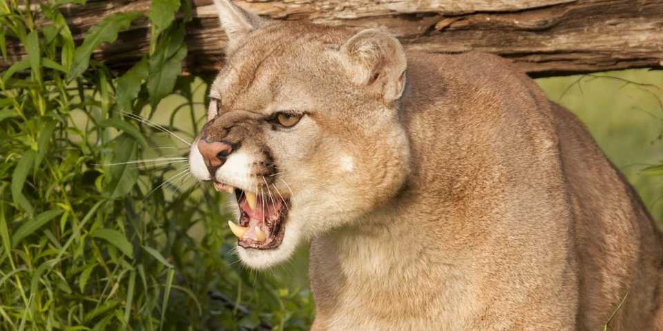 5歳の息子が襲われた カリフォルニア州在住の母親 ピューマと素手で戦い救出に成功 Business Insider Japan