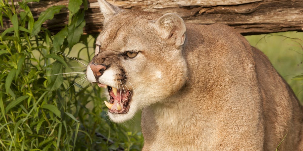 5歳の息子が襲われた カリフォルニア州在住の母親 ピューマと素手で戦い救出に成功 Business Insider Japan