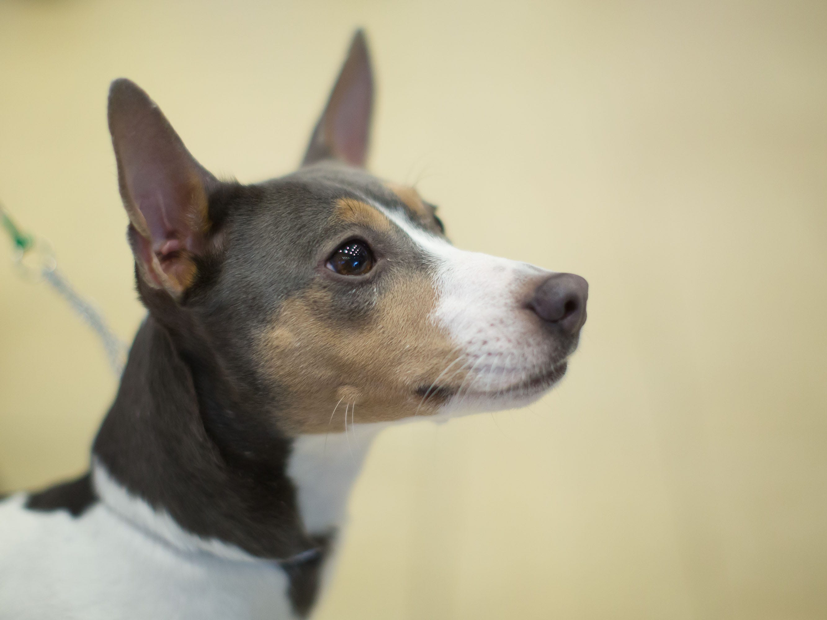 生まれつき前足が前後逆さまの子犬「シギー」、手術を受けて歩き方を学習