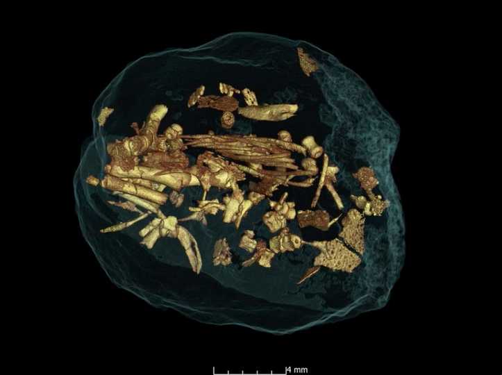 ポルらは高エネルギーX線を用いて、ムスサウルスの卵を壊すことなく観察した。それを撮影したビデオからのスクリーンショット。