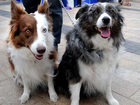 犬が首をかしげる仕草は 集中力を高め 情報を思い出しているサイン 最新研究 Business Insider Japan 犬が首をかしげる仕草は 集中力を高め 情報を思い出しているサイン 最新研究 Business Insider Japan