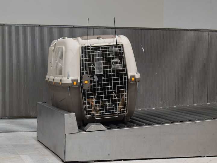 犬