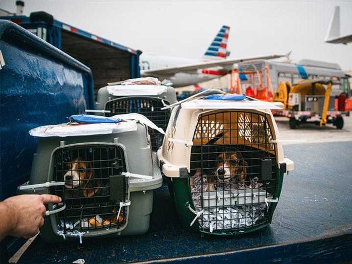 犬
