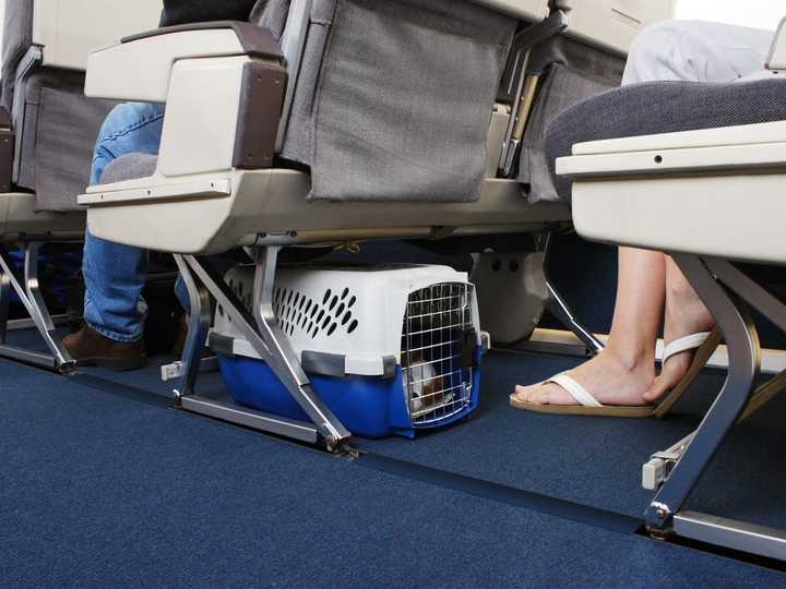 犬